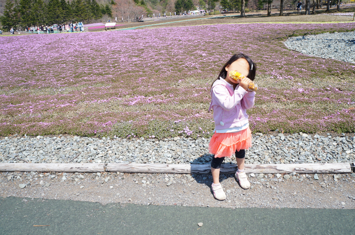 本栖湖　富士山　山梨　富士芝桜まつり　本栖湖　富士山　山梨　富士芝桜まつり　咲き始め