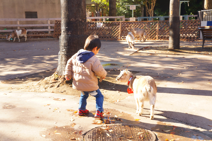 上野動物園　ヤギ