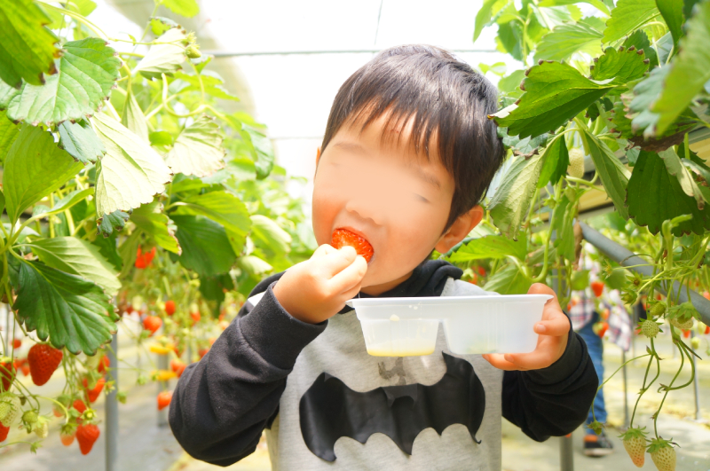 イチゴ狩り　石橋農園　千葉県　おすすめのいちご狩り