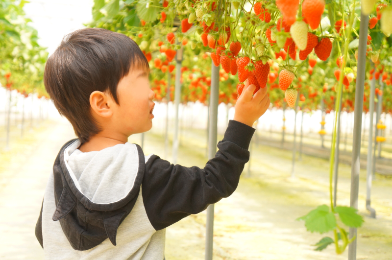 イチゴ狩り　石橋農園　千葉県　おすすめのいちご狩り