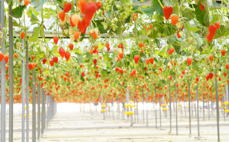 イチゴ狩り　石橋農園　千葉県　おすすめのいちご狩り