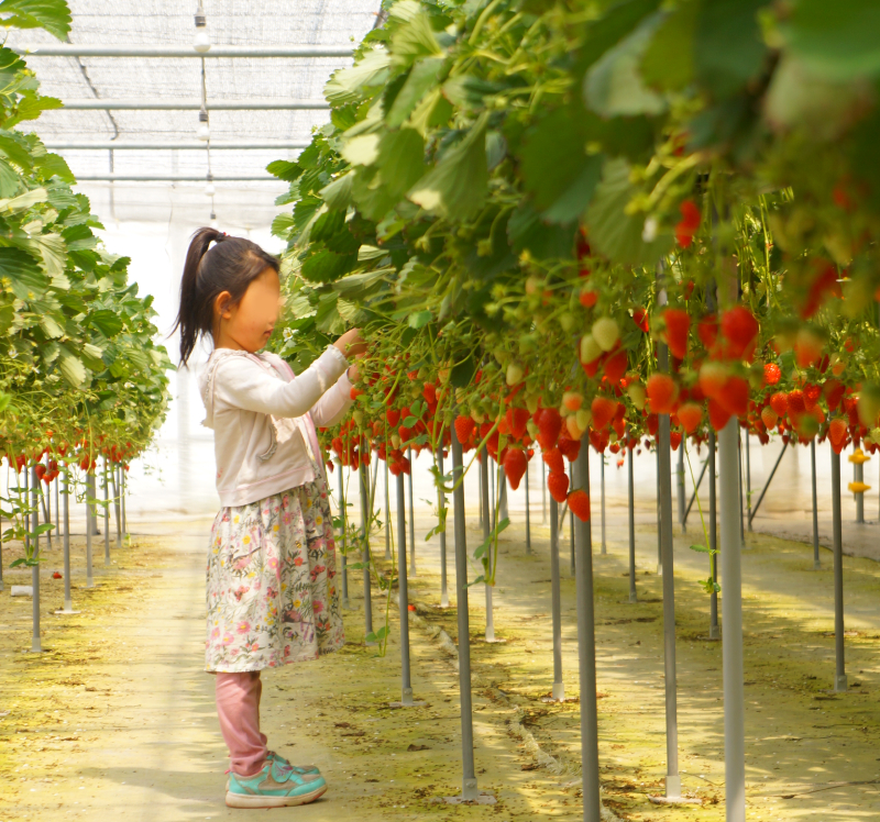 イチゴ狩り　石橋農園　千葉県　おすすめのいちご狩り