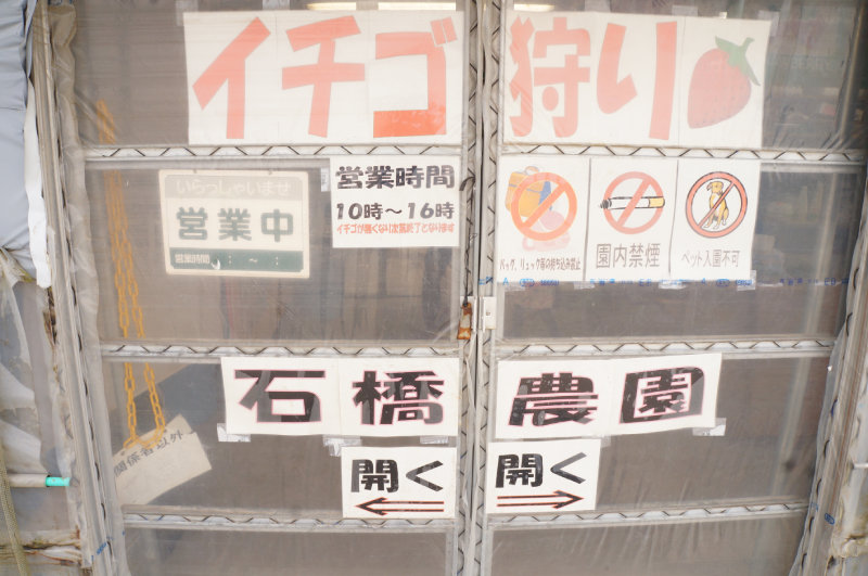 イチゴ狩り　石橋農園　千葉県　おすすめのいちご狩り