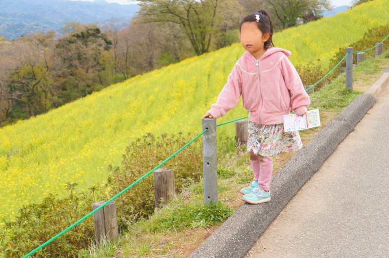 マザー牧場の菜の花畑