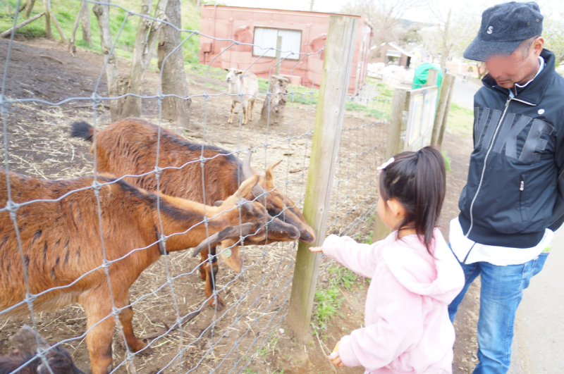 日帰り千葉　マザー牧場 やぎさんに餌をあげる