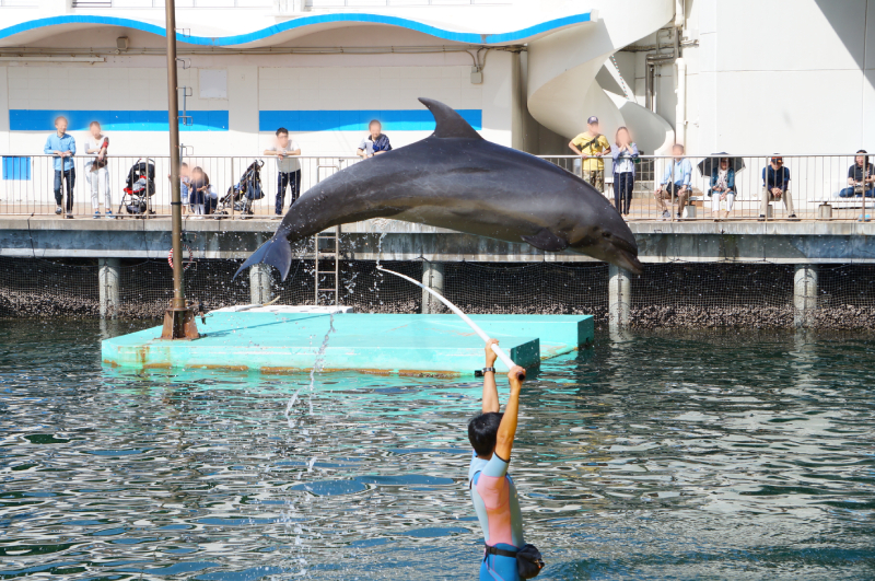 伊豆・三津シーパラダイスへ行ってきた ショー