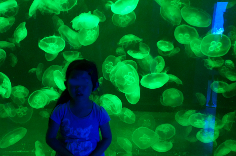 伊豆・三津シーパラダイスへ行ってきた くらげ