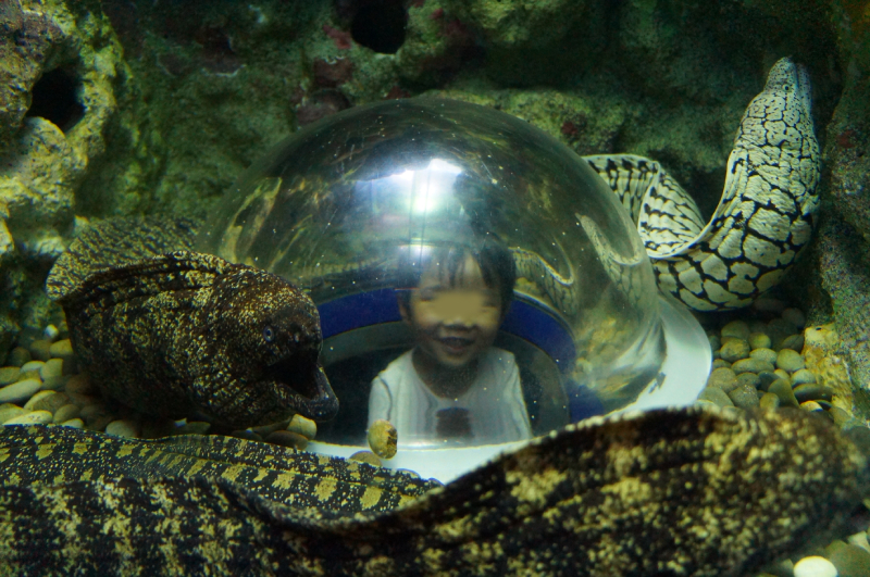 伊豆・三津シーパラダイスへ行ってきた うつぼ