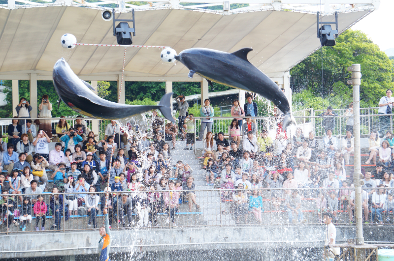 伊豆・三津シーパラダイスへ行ってきた ショー