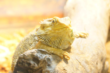 【足立区生物園】元渕江公園へ