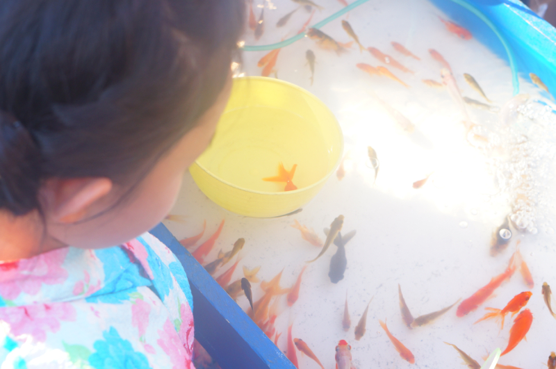 羽田神社例大祭 金魚すくい