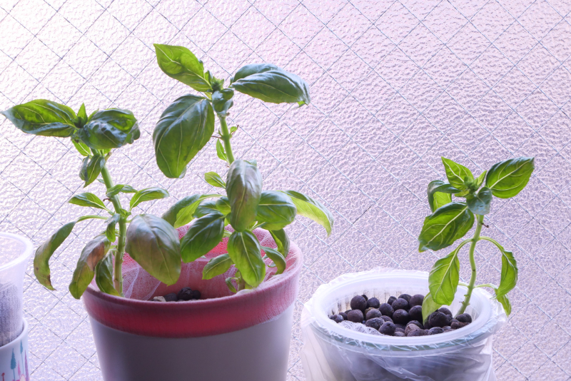 バジル　寒さ、ストレスのトウ立ち