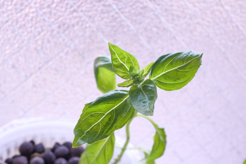 バジル　寒さ、ストレスのトウ立ち