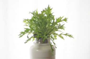 水耕栽培の水菜がようやく成長を始めた