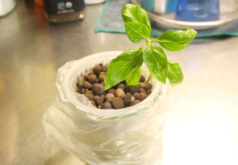 水耕栽培 バジル 遮光