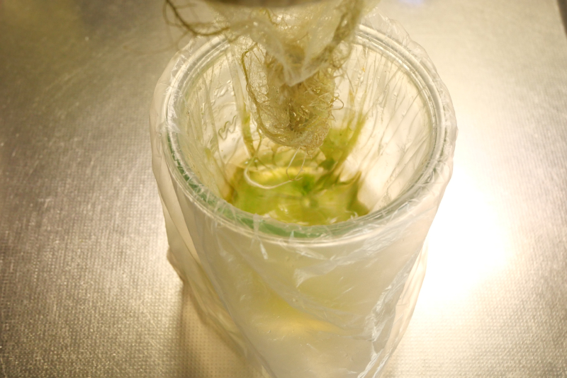 水耕栽培 バジル 遮光