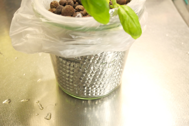 水耕栽培 バジル 遮光