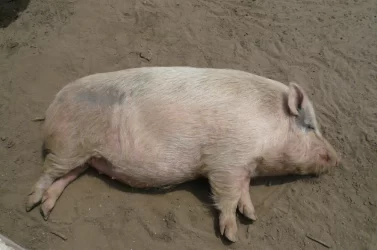 マザー牧場に来た