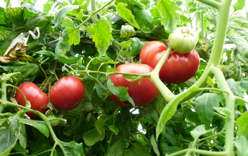 マザー牧場　トマト狩り