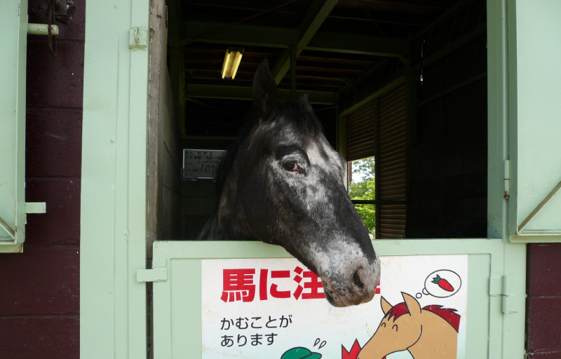 マザー牧場　馬小屋