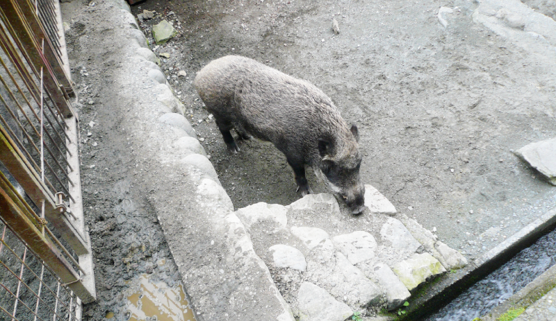 伊豆　いのしし村